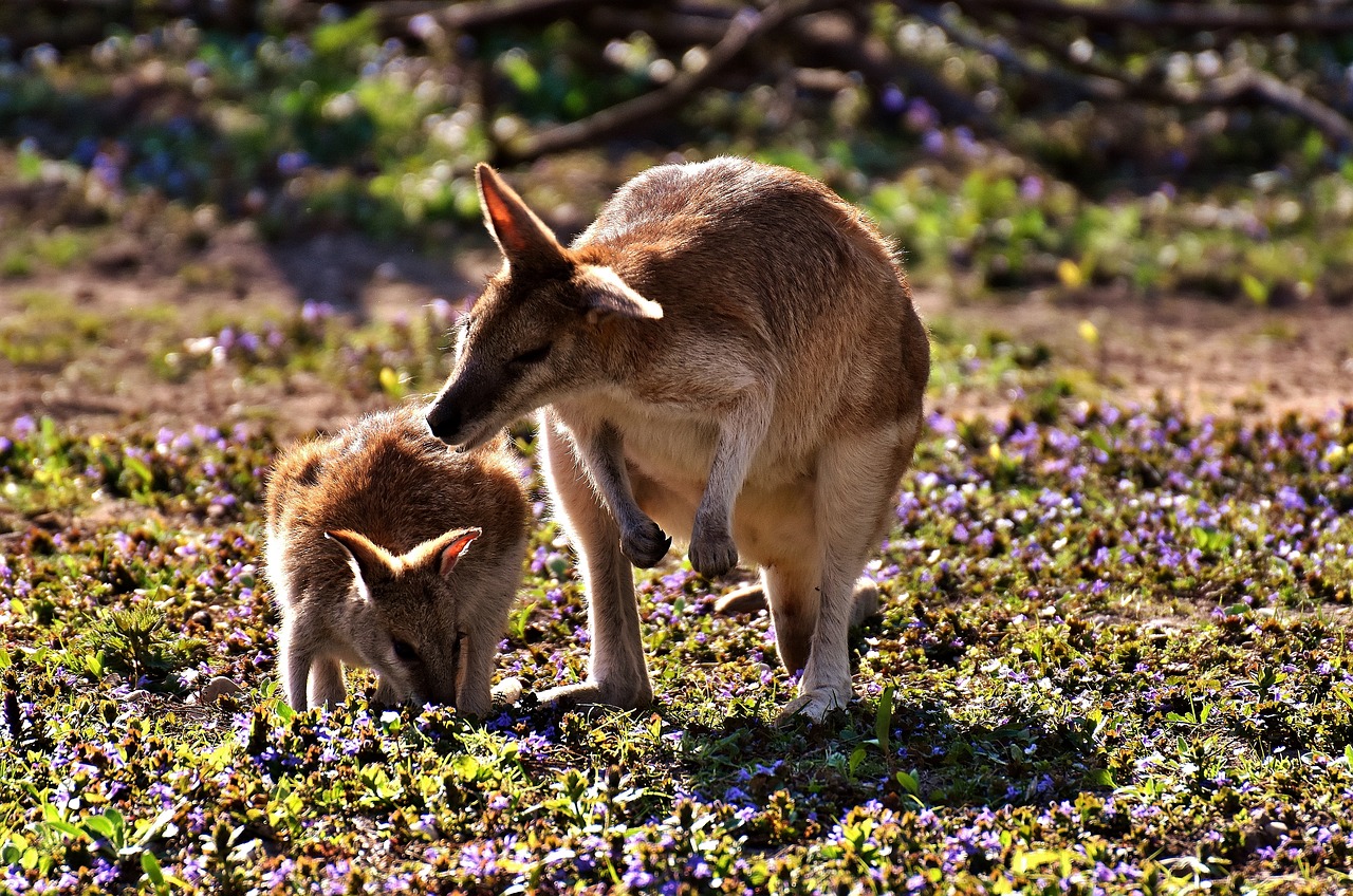 Mother kangaroo and joey